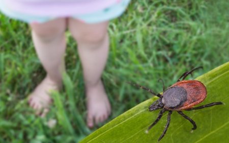 Tick-borne Wetland virus, newly discovered in China, could cause damage to brain, researchers say