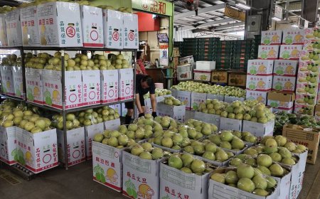 秋節文旦供貨充裕價格上漲 農糧署提供選果挑「三」檢「視」秘訣