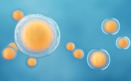 动物试验显示：年轻卵泡可恢复衰老卵母细胞发育潜力