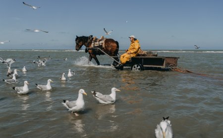 ‘Kings of the world’: The last of the horseback shrimp fishers