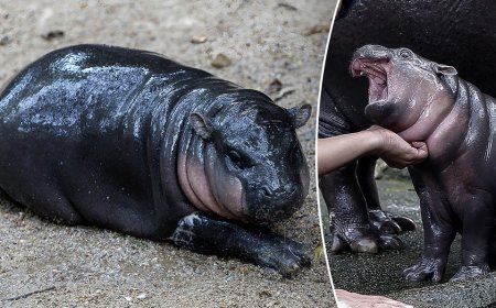 Thai zoo implements time limit to visit viral hippo Moo Deng