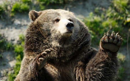 Hiker mauled by bear, hospitalized with ‘extensive’ injuries: official