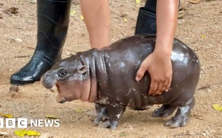 A baby hippo is going viral - and paying the price
