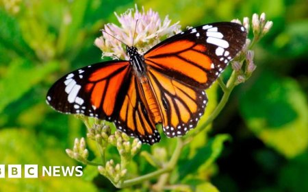 Butterfly thieves handed $200,000 fine