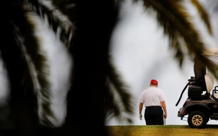 Failed Trump assassin's vantage point was no secret – paparazzi have staked out tree line for years