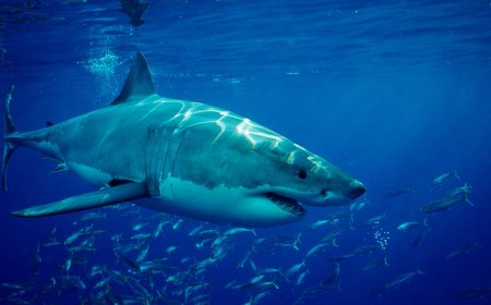 Tourist, 30, dies after losing her leg in shark attack off Canary Islands