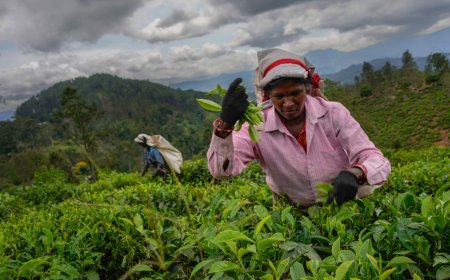 Sri Lanka’s tea estate workers courted by presidential candidates