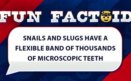 Fun Facts: Snails actually have thousands of teeth
