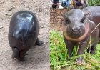 Watch: Viral Pygmy Hippo 'Moo Deng' Stuns Internet With 'Moonwalk'