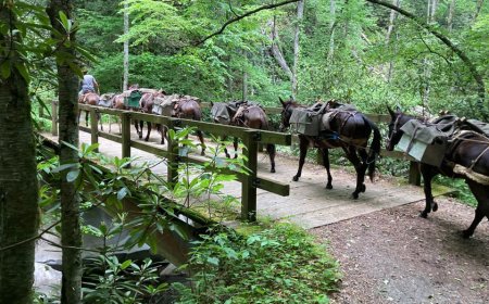 Hurricane Helene relief: Mules helping to bring supplies to residents in North Carolina