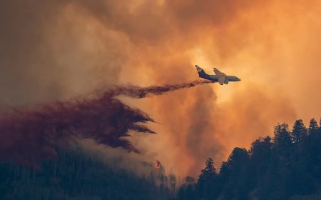 Colorado man allegedly ignites massive forest fire while trying to cremate his dog: reports