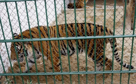 Bird flu suspected of killing dozens of captive tigers in Vietnam