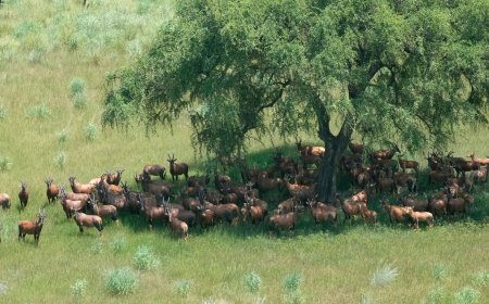 In South Sudan, hunger complicates plans to end wildlife poaching