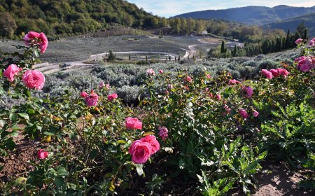 1.3 Lakh Lavender Plants Adorn "Starry Night" Themed Bosnian Park