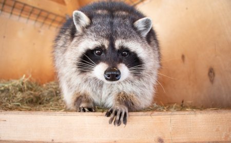 Poop, Pee And Raccoons: US Family Faces Rs 84 Lakh Repair Bill